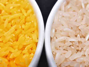 GMO-Golden-Rice-Activists-Speak-Out